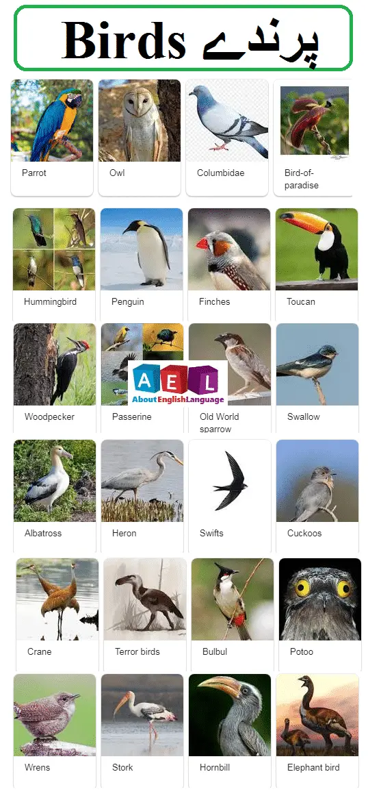 birds list