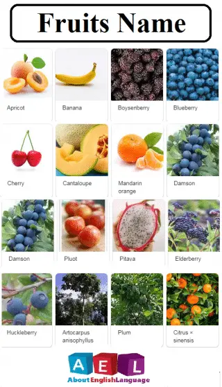 Fruits name in English – Learn English online free