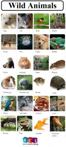 pet-animals