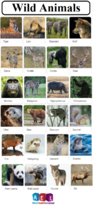 Wild animals list
