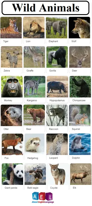 wild-animals-list