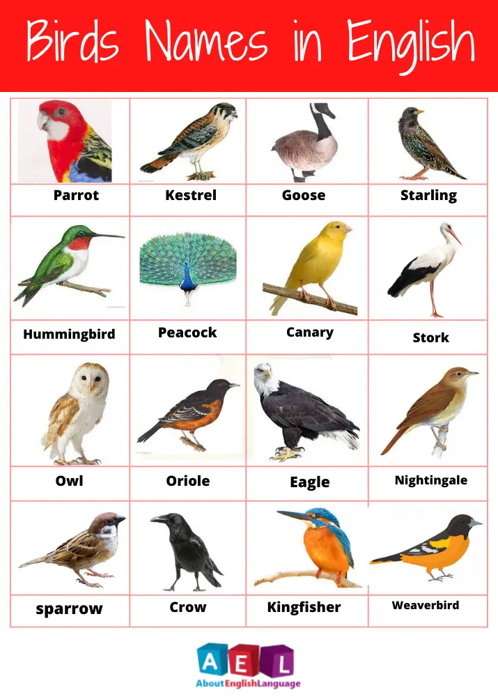 Birds Names in English | 50+ Birds list with Pictures & interesting facts -  Learn English language, Free English language Course