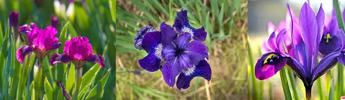 Irises flower names