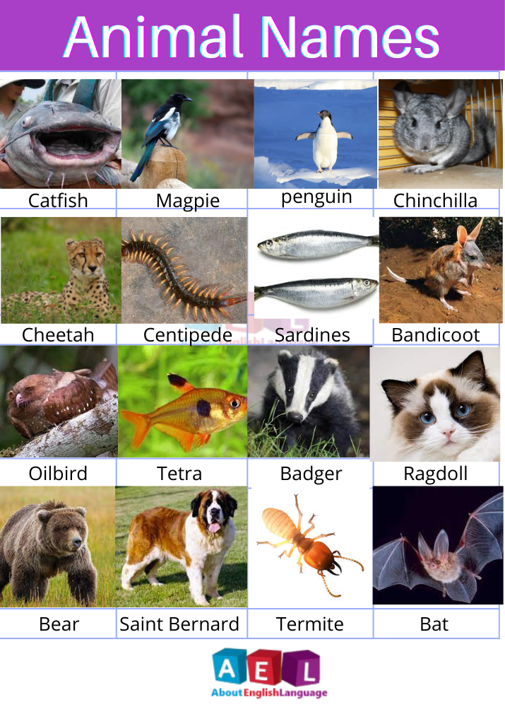 Animals Names in English | 150 animals List with Pictures - Learn English  language, Free English language Course