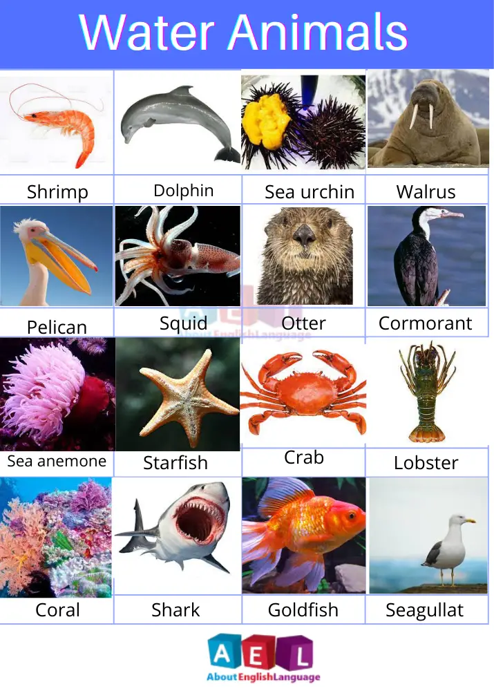 Water Animals Name with pictures 90+ aquatic animals - Learn English  language, Free English language Course