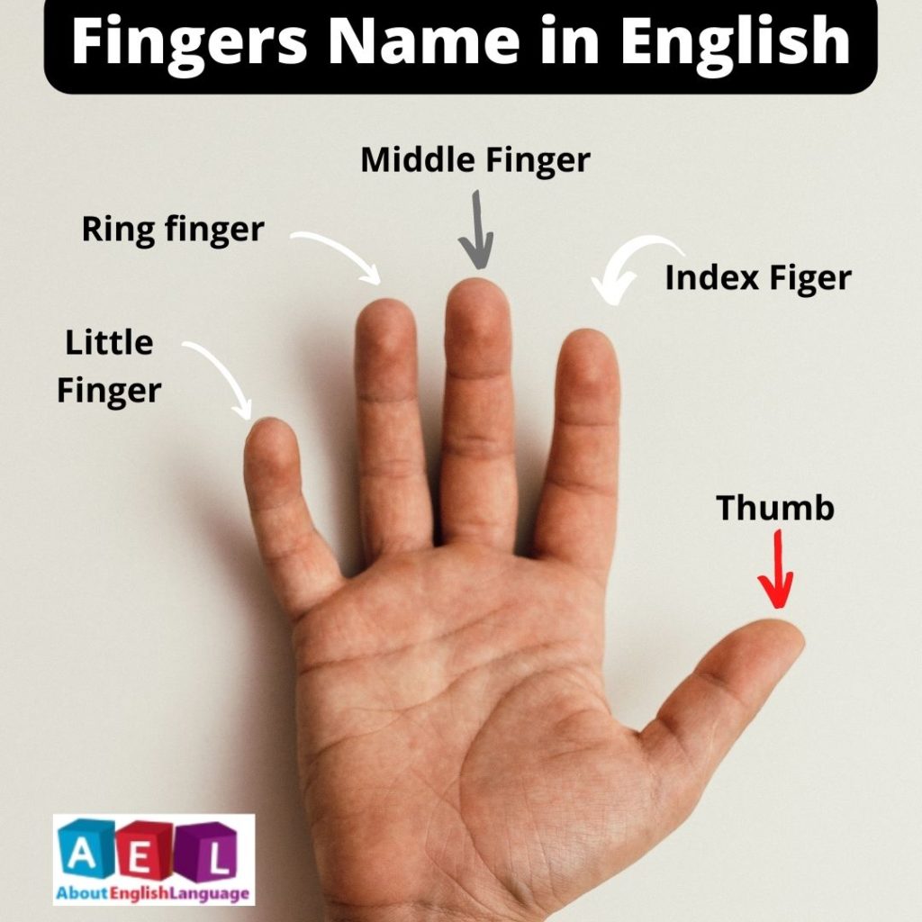 Fingers name in English