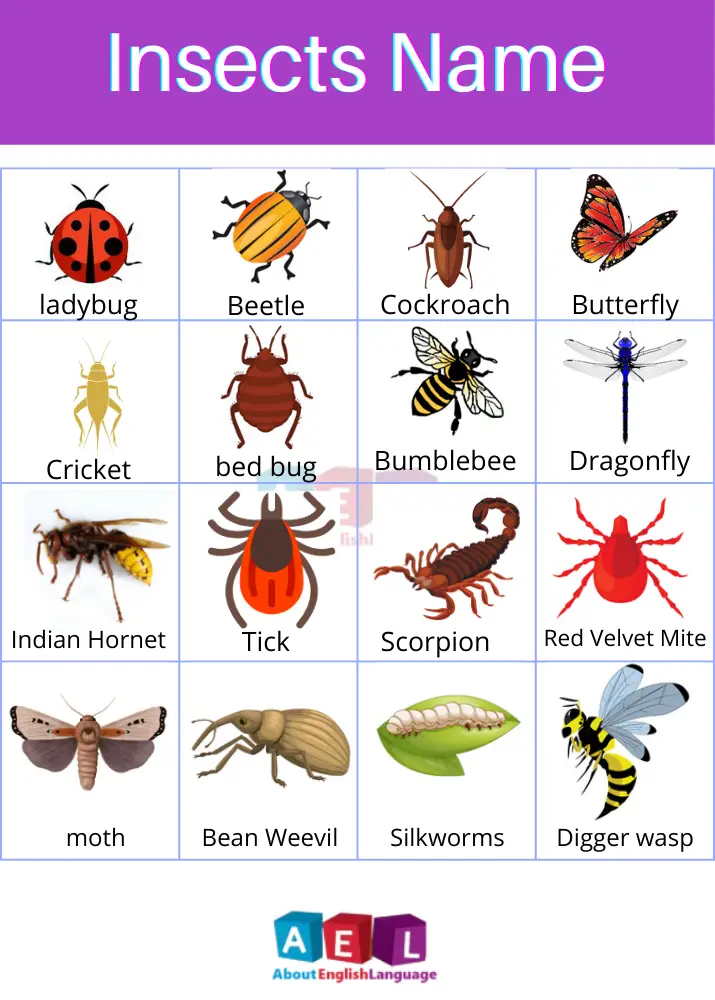 insects name in english