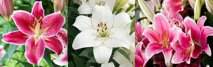 lilies flower names
