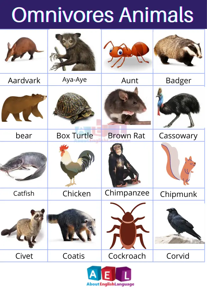 70+ Useful Omnivores Animals Name list with Pictures - Learn English  language, Free English language Course