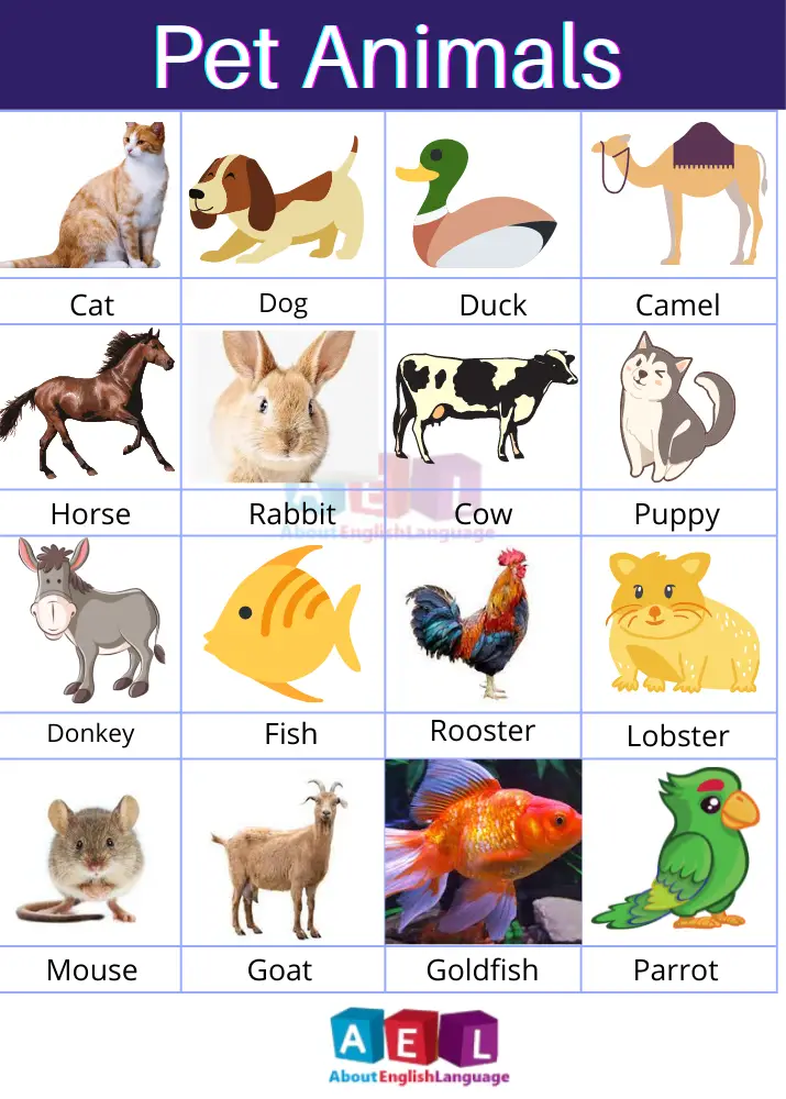 Useful Pet Animals Name | 20 Pet Animals Name with Pictures - Learn English  language, Free English language Course