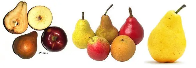 Pomes fruits names in English