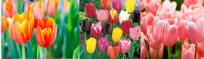 Tulip flower names
