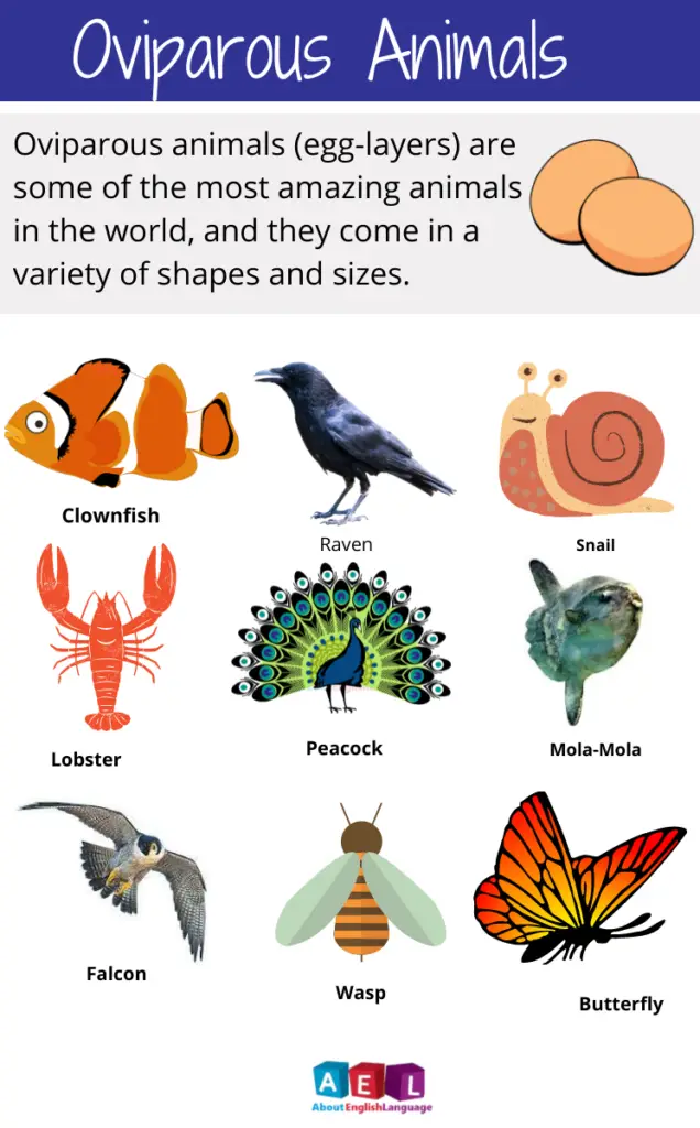 Amazing Oviparous Animals 62+ list - Learn English language, Free English  language Course