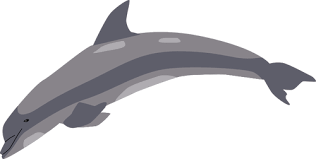 water-animals-Dolphin