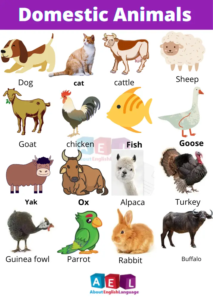 Domestic Animal Name | Farm Animals with Pictures - Learn English language,  Free English language Course