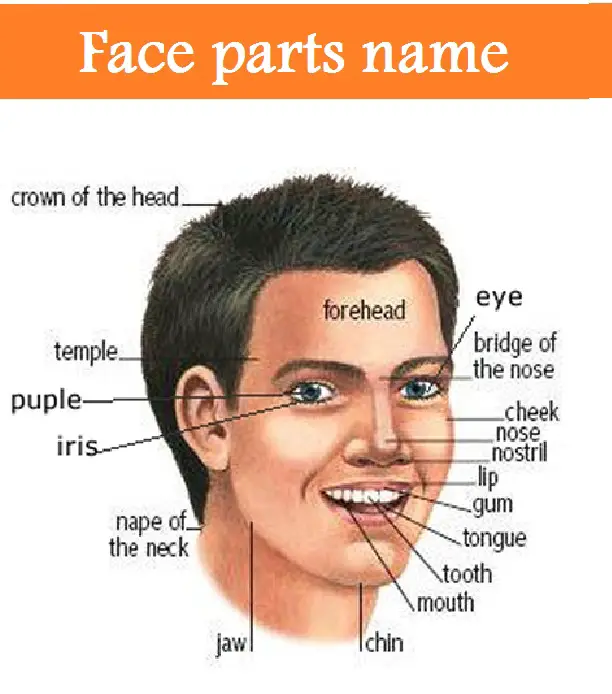 Face parts name