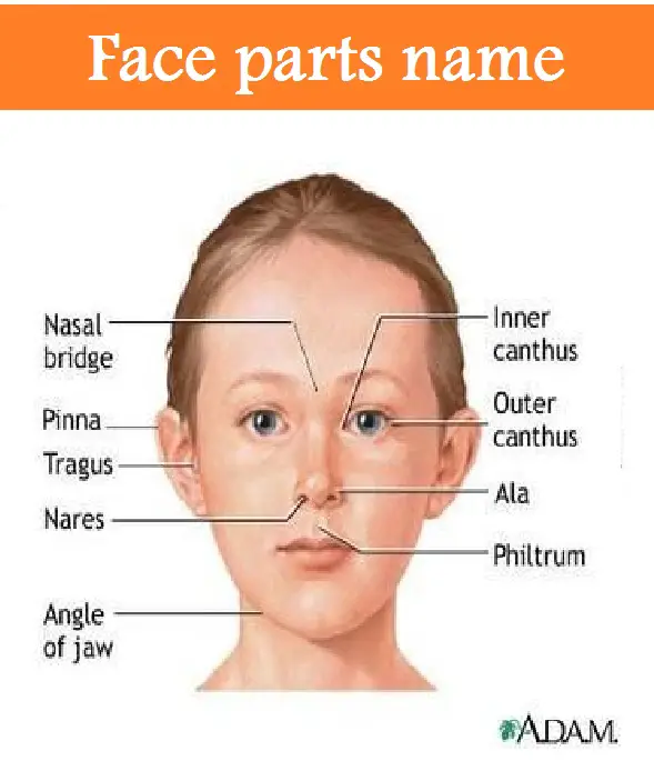 Face parts names