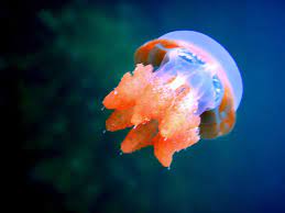 Water Animals-jellyfish
