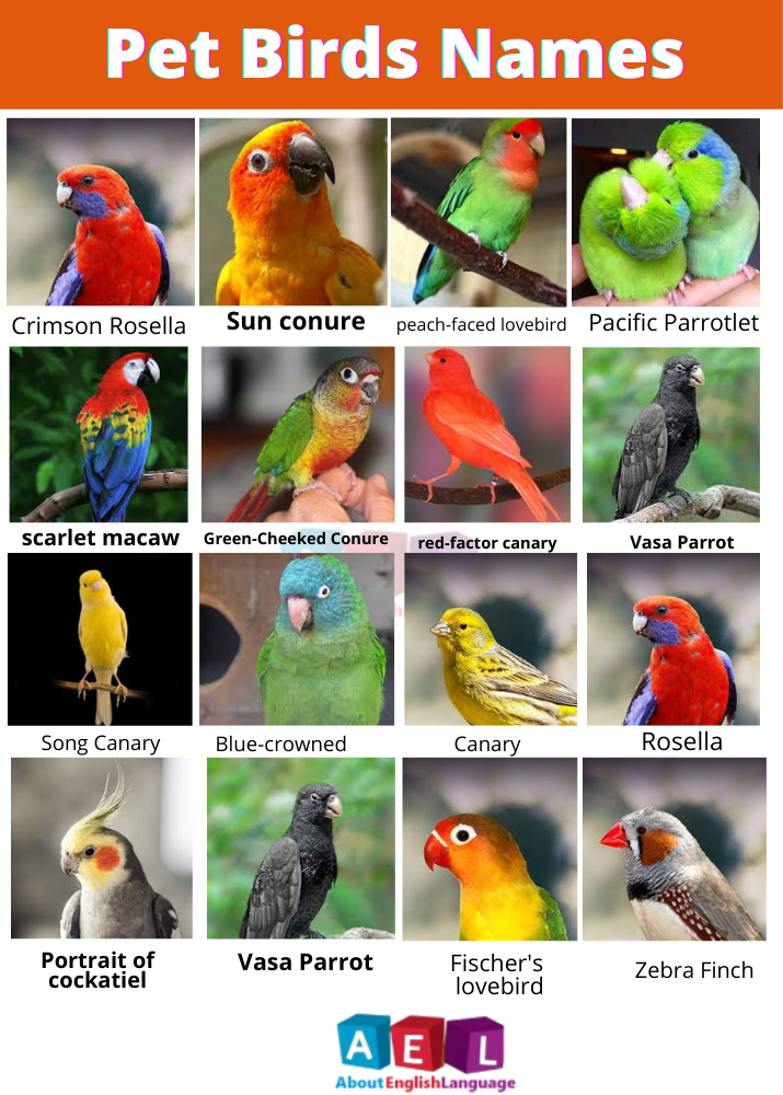 Pet Birds Name