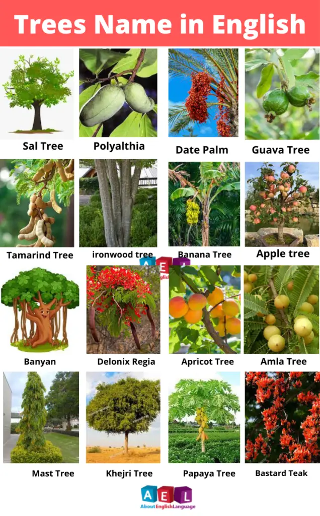 Trees Name in English