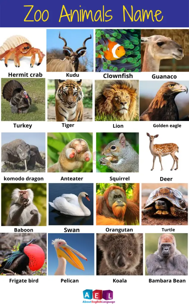 Zoo Animals Name in English - Learn English language, Free English language  Course